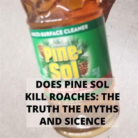 pine sol and roaches|what smells do roaches hate.